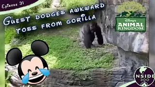 Animal Kingdom Gorilla Flings 'Gift' at Disney Guest After Relieving Itself