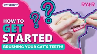How Do I Brush My Cat’s Teeth?! Stop the GUILT and Get Started the RIGHT Way!
