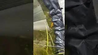 Medaka Fish Sunbathing U.K. Update Barrel Pond