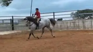 Limeño LVI, 2007 г.р.