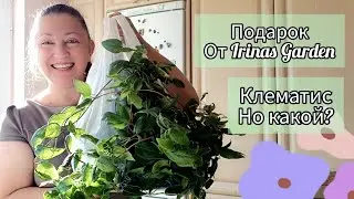 Подарок От IrinasGarden🌿 Наконец я это смонтировала!