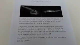 Furðudýr vikunnar - Lensuháfur