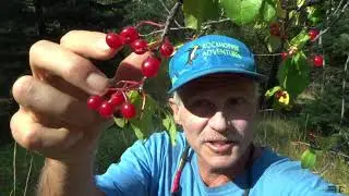 A Taste of the Wallowas