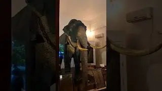 Kandy | Majestic Elephant | Museum