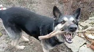 Начала Уборку в Саду))😉 Афродита Помогала🥰)