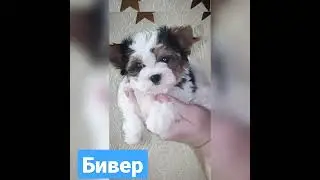 Порода - идеал, подходящая для людей с аллергией. Собаки с низкой линькой - Бивер #бивер#шанспрованс