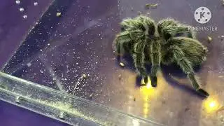 Tarantula