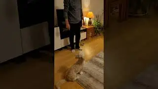 Yemek vakti ve Cherinin  o bakışı 😊 #köpekeğitimi  #maltese #maltipoo #hayvanseverler