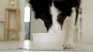 Для наших питомцев Life Animal