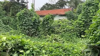 The abandoned house was invaded by giant vegetation and suddenly transformed