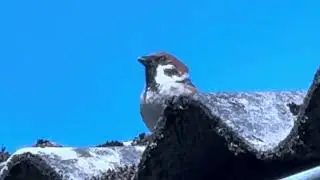 Small bird taking off😀