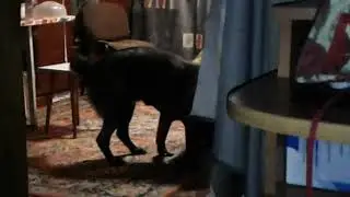 Жизнь с животными. Игры собак