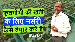 How to prepare nursery for cauliflower cultivation?फूलगोभी खेती के लिए नर्सरी कैसे तैयार करें?Part 1