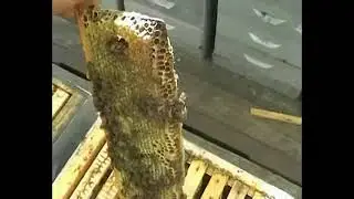 Альпийский улей