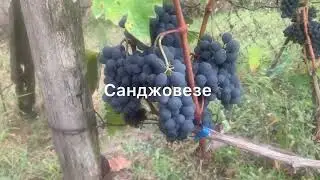 #ВиноградникЕлисеевых о Санджовезе подробнее