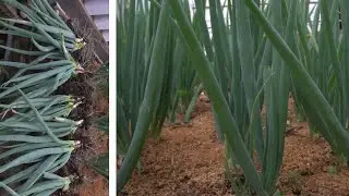 No need for a garden, grow green onions in a raised bed