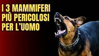 I 3 Mammiferi Più Pericolosi per l’Uomo: Il Numero Uno Ti Sorprenderà!
