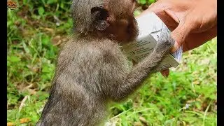 Poor baby Lori look so hungry cos old Mother weakness not milk| Lori need Extra milk for grow up.