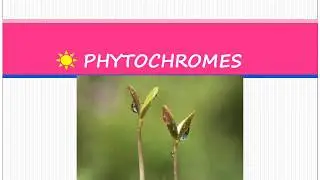 Phytochromes, the unique plant photoreceptor.