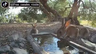 Agua de los cazadores para las especies protegidas