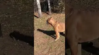 Cane Corso security 😎