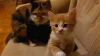 Заботливая мама кошка.