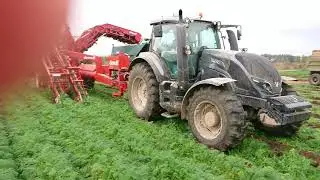 DokaGene Уборка моркови комбайнами DeWulf и Asalift.