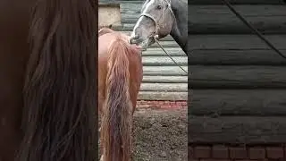 Milka and stallion couple in love ।  Horses mating video