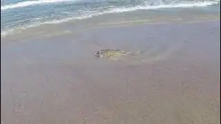 Beach Metal Detecting IDD 372 Two Beaches 14 Miles Apart