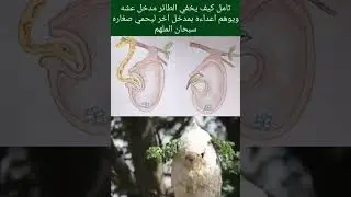 Alloh taoloning yana bir mo'jizasi
