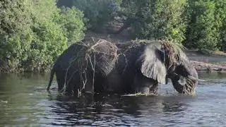THE PRESENCE : Дельта Окаванго (Ботствана) // DELTA OKAVANGO (BOTSWANA)