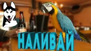 Смешные попугаи.Приколы про попугаев.