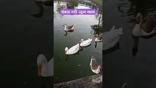 Ducks at the origin of Chambal River #duck #nature #wildlife #forest #shorts #chambal #janapav#viral