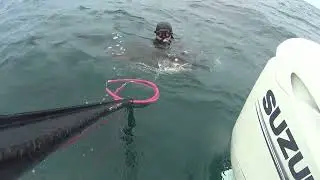 Akya - Amberjack 22 Kg