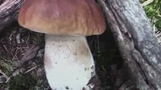 Funghi porcini 