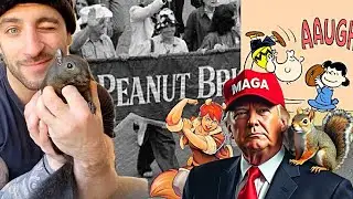 PREDICTED 😲The PEANUT the SQUIRREL Tragedy just got 322 X more NUTS! Squirrelly about this ELECTION?