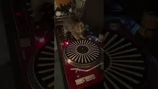 DJ TECHNOCAT 🐱 #short #dj #memes #shortsvideo #shorts #housemusic #techhouse #viral #viralvideo #fyp