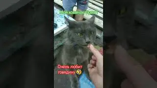 Мой кот #нижний_новгород #мейкун #коты