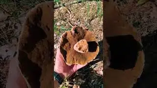 ПОЗДНЯЯ ПРОВЕРКА ЛОВУШЕК. ПОЗДНИЕ РОИ. +БОНУС 