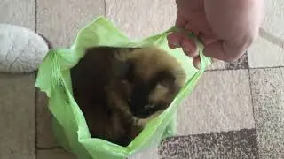 Кот любит сидеть в пакете