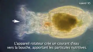 Les Rotifères, 1ère partie