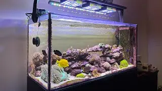 The Ole Reef: Tank Update - June 2024