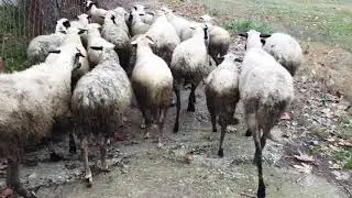 What is the benefit of sheep?!//Sheep Breeding//What is the benefit of sheep?!//Sheep Farming: Pr...