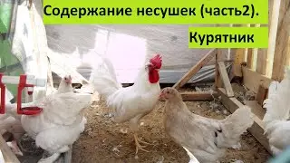 Содержание кур несушек (часть 2).  Курятник