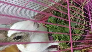 Bunny having her leafy vegetables and hay
