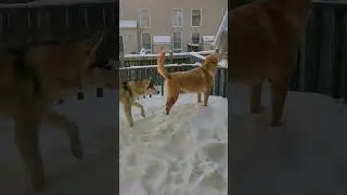 Rocky and Lucky 🐶🐕
