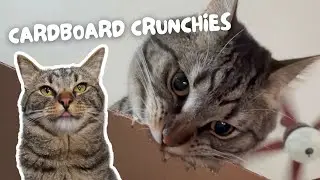 Chip CRUNCHES big on cardboard