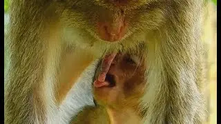 Poor baby Lori do small test with Old thin Mother for milk| Little baby Lori hungry much.