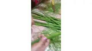 MASARAP NA ULAM ANG BUNGA NG MALUNGGAY. FRESH FROM THE TREE...LUTONG ILOCANO
