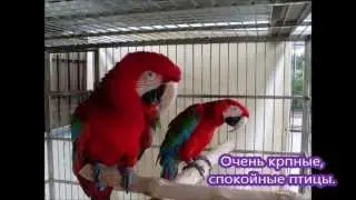 Виды Попугаев Ара